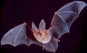 Townsend Big-Eared Bat